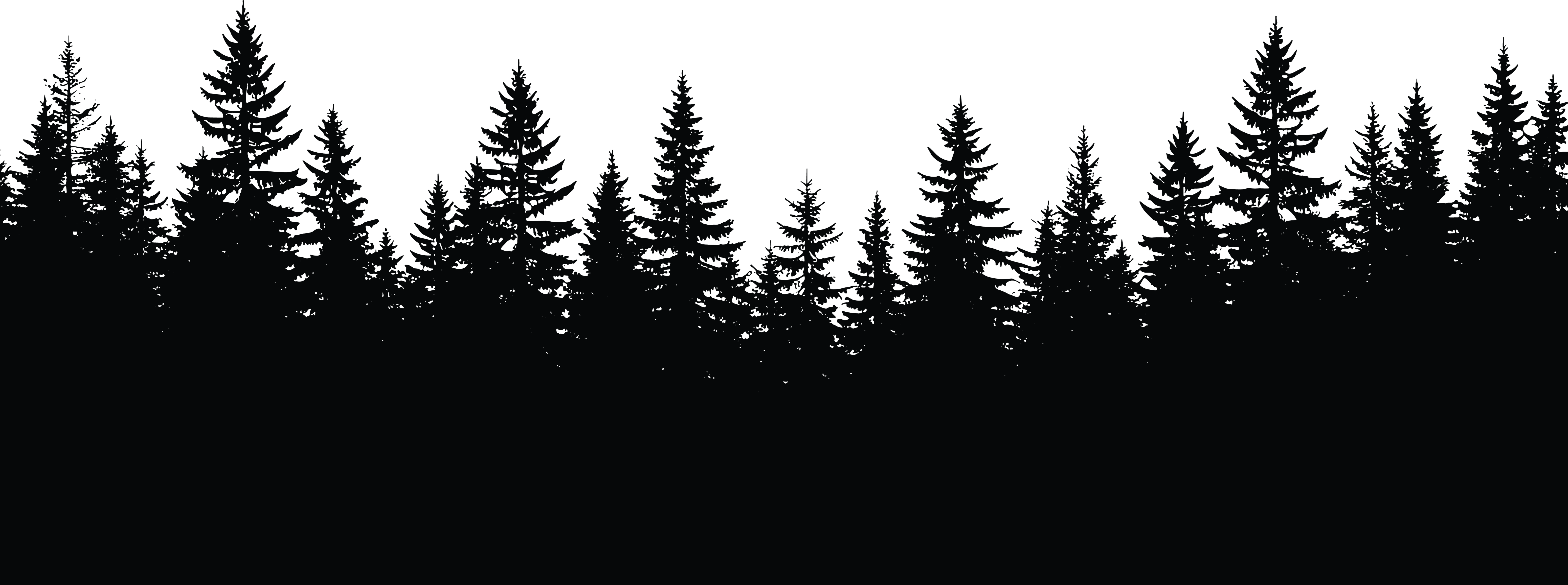 decorative silhouette of a pine tree forest