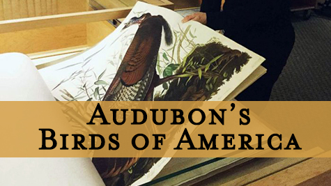 View the Audubon's Birds of America online exhibit