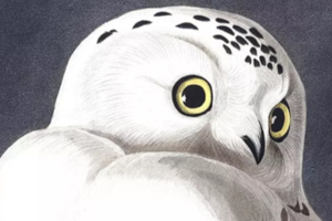 Audubon's Birds of America. Monthly page-turning.