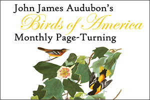Audubon Page Turning