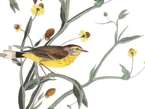 image linked to audubon event page